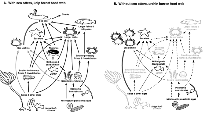<p>Otters, kelp forest food web</p>