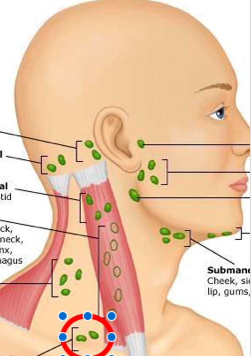 <p>just above and behind the clavicle, at the sternomastoid muscle</p>
