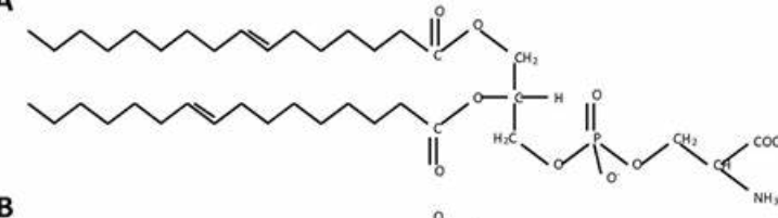 <p>D. Phosphatidylserine (PS) w NH3 and COOH</p>