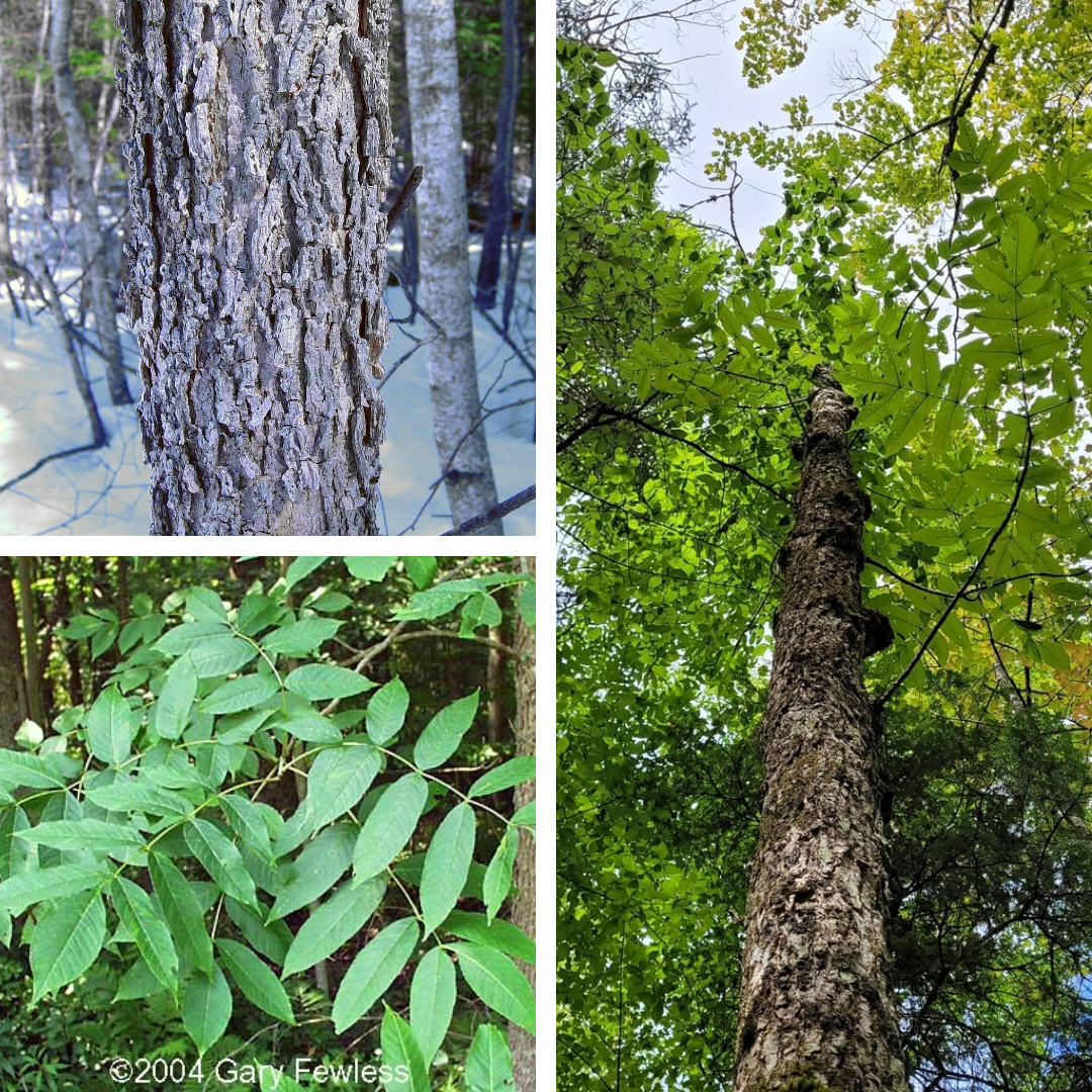 Black Ash:

Opposite compound leaves (7-9), criss-cross bark, often dead :(