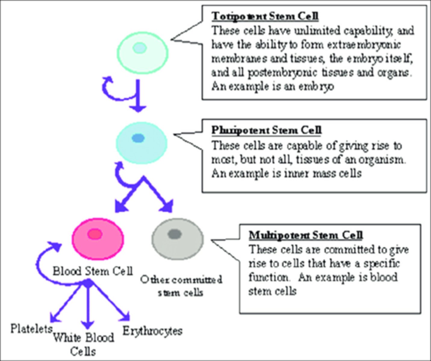 <p>(B) II &gt; III &gt; I &gt; IV<br><br>In order of decreasing potential for differentiation: Totipotent &gt; Pluripotent &gt; Multipotent &gt; Unipotent.</p>