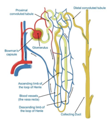 * Water is passively reabsorbed 
* Na+ and Cl- (NaCl) is actively reabsorbed 
* Some urea may be passively reabsorbed