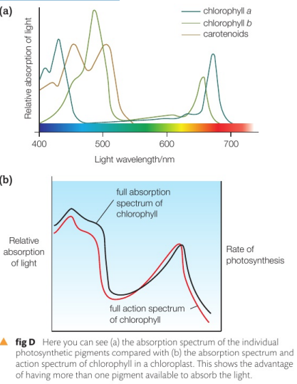 <p>Action spectra show us that the rate of photosynthesis is very closely related to the combined absorption spectrum of all the photosynthetic pigments in a plant</p><ul><li><p>This demonstrates that having different photosynthetic pigments makes a much bigger portion of light available to plants and therefore gives them an adaptive advantage</p></li></ul><p></p>