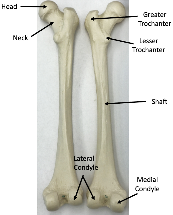<p>What bone is this? What view is it?</p>