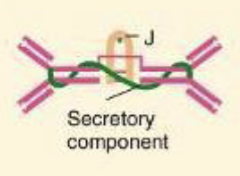 <p>What Ig is a dimer or monomer, has 4 or 2 antigen binding sites, is a secretory antibody; on mucous membranes</p>
