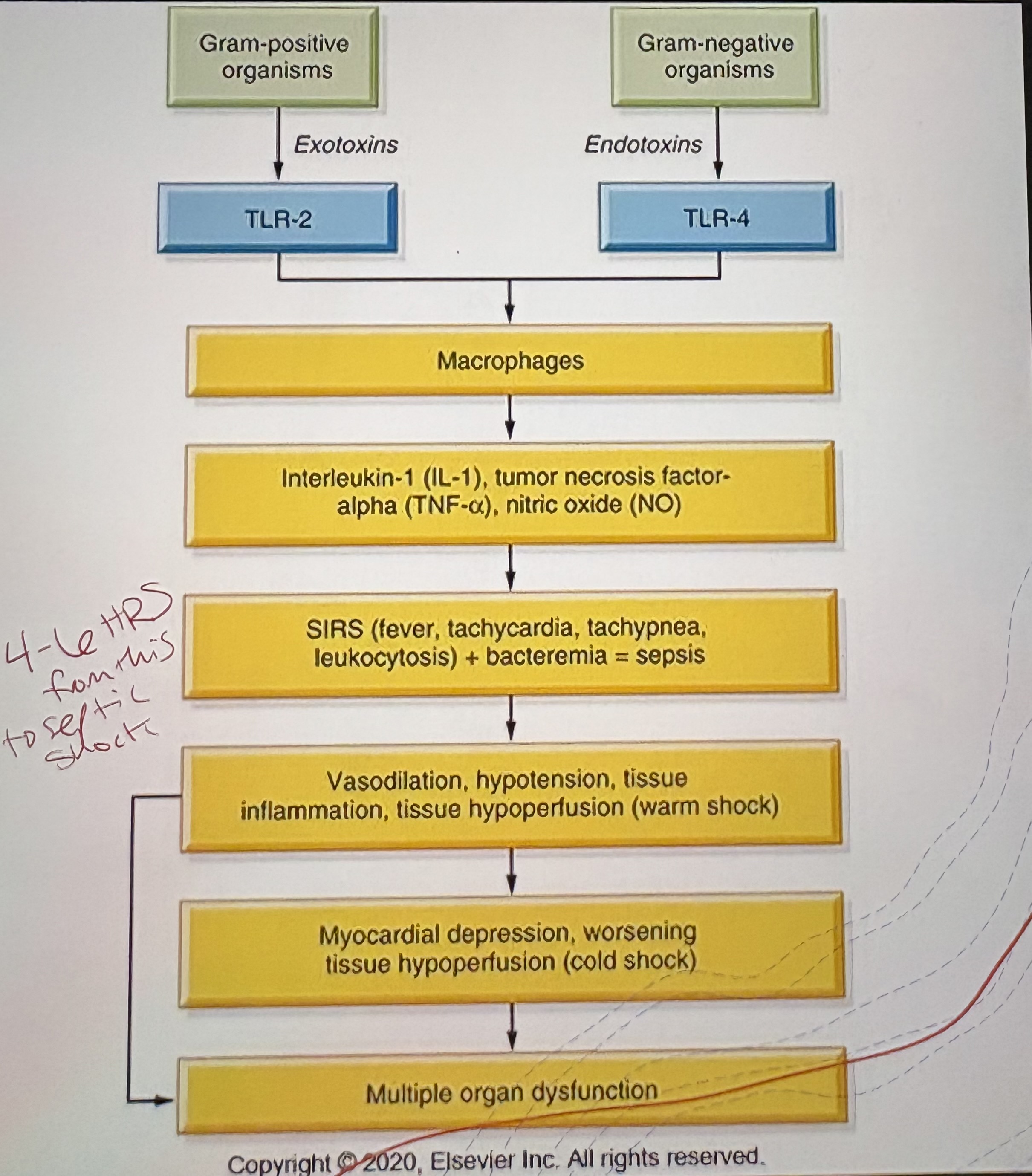 <p>Inflammatory mediators  →  vasodilation and capillary leak  →  ↓SVR and preload  →  ↓Tissue perfusion</p>