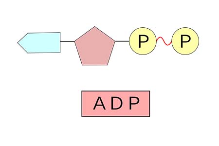 <ul><li><p>consists of an organic molecule (adenosine) attached to a string of two phosphate groups and one adenine</p></li></ul><p></p>