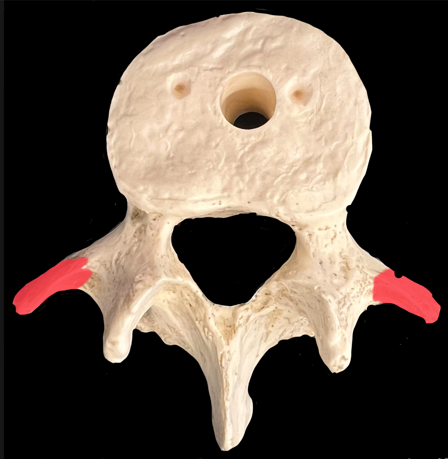 What is highlighted in red?

Give a muscle that originates here.