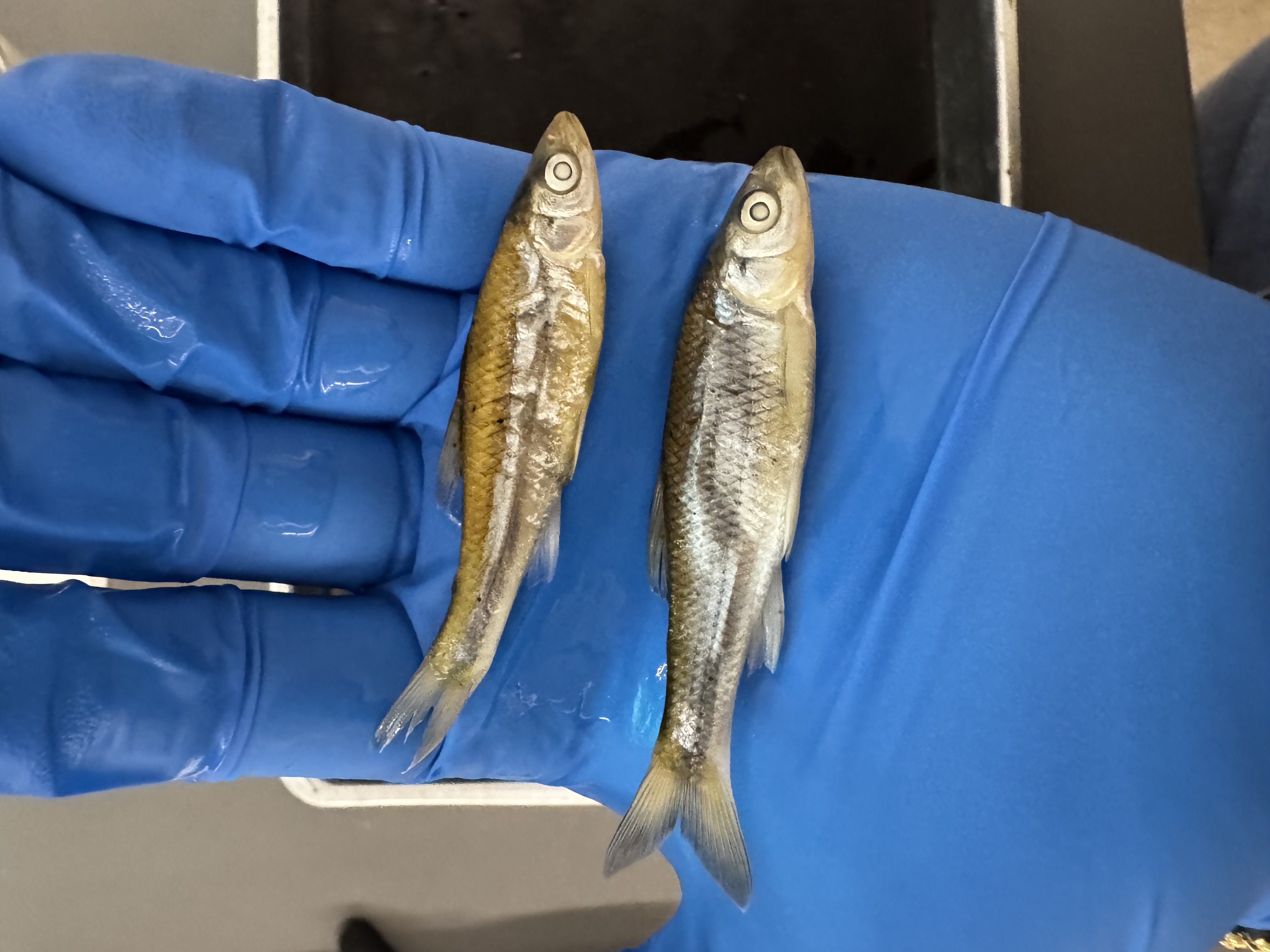 <p>Family:</p><p>Species:</p><p>Scientific:</p>