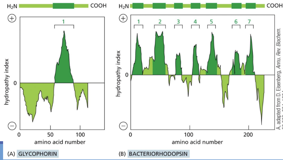 <p><span><u>Hydropathy plot </u>= illustrates the number of amino acids of a transmembrane protein located within a cell membrane’s lipid bilayer&nbsp; (~20-30)&nbsp;</span></p><ul><li><p class="Paragraph SCXW163144205 BCX0" style="text-align: left"><span>How many membrane-spanning domains there are&nbsp;</span></p></li></ul><p class="Paragraph SCXW163144205 BCX0" style="text-align: left"><span>&nbsp;</span></p>