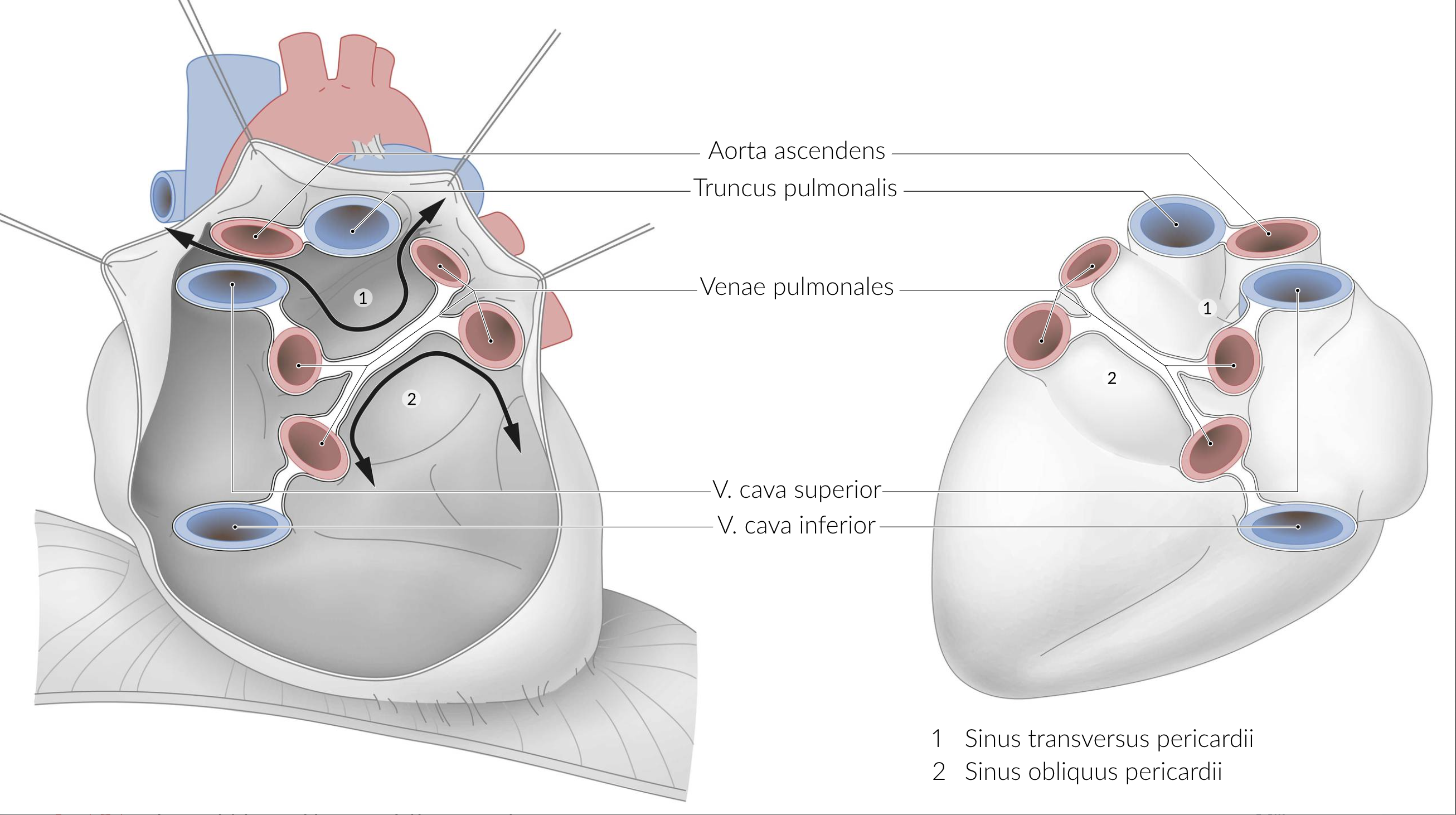 <p>B. It forms the sinus obliquus pericardii dorsally as a fold.</p>