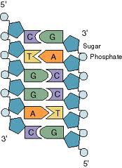 referring to the arrangement of the sugar-phosphate backbones in a DNA double helix (they run in opposite 5' -3' directions).
