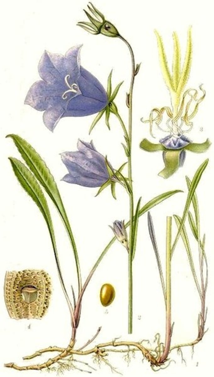 <p>stor blåklocka</p>