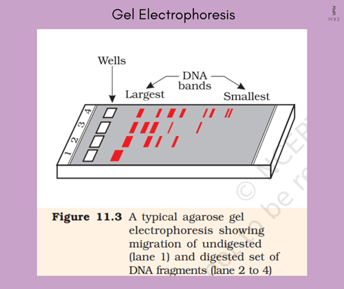 <p>a way to separate DNA fragments by running through agarose gel.</p><p>Different DNA samples are treated with the same restriction enzyme (this will make different size fragments because DNA samples are different. a current runs through buffer gel and to the gel. because DNA is negative, it migrates to the positive electrode. the distance is inverse to the DNA&apos; fragment size (smaller = faster)</p>