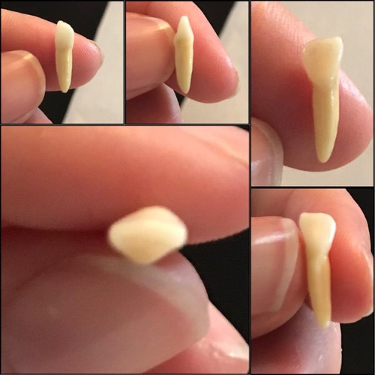 <p>What tooth is this ?</p>