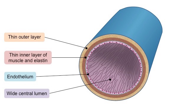 <p>From outside to inside </p><ul><li><p>Thin outer layer</p></li><li><p><span style="font-family: Arial">Thin layer containing less muscle and elastic fibres as blood is at a very low pressure (~ 5–10 mmHg)</span></p></li><li><p><span style="font-family: Arial">Endothelium</span></p></li><li><p><span style="font-family: Arial">Very wide lumen (relative to wall thickness) to maximise blood flow for more effective return</span></p></li><li><p><span style="font-family: Arial">Because the pressure is low, veins possess valves to prevent backflow and stop the blood from pooling at the lowest extremities</span></p></li></ul>