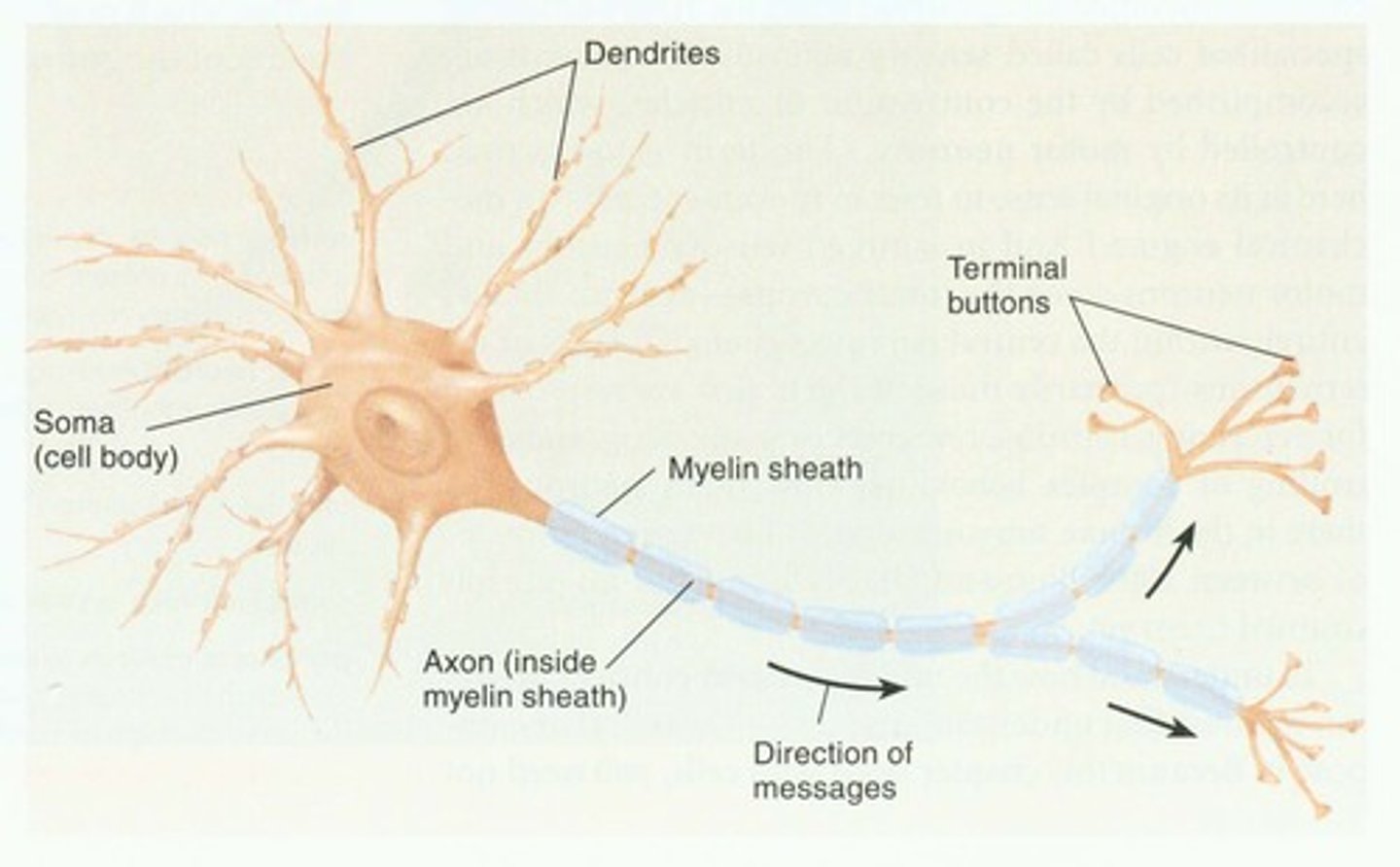 <p>Dendrites (take in info/input)</p><p>Soma (Cell Body)</p><p>Axon</p><p>Terminals (release info/output)</p>