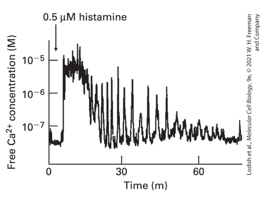 <p><strong>calcium</strong></p><p>hormones signaling → frequency (can occur at cellular or organ level)</p>