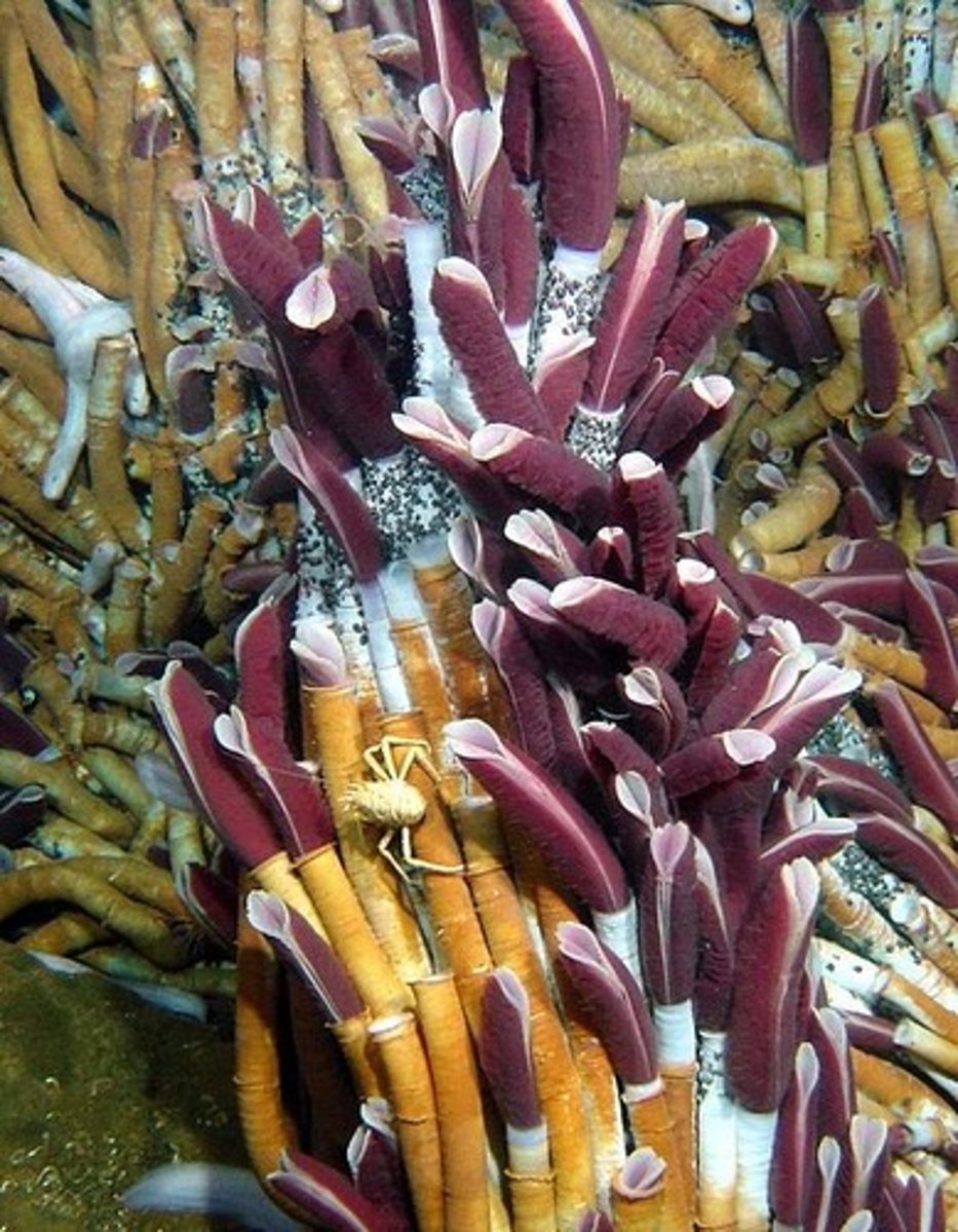 <p>Chemoautotrophy performed by bacteria living in the tubeworm's trophosome.</p>