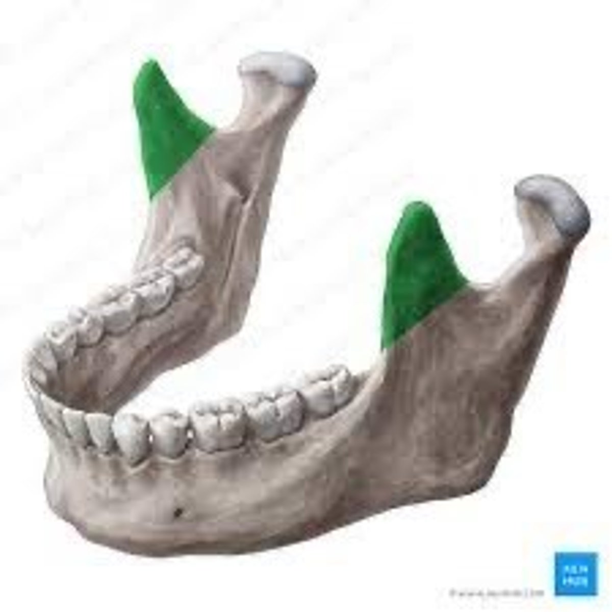 <p>Anterior nob chewing</p>