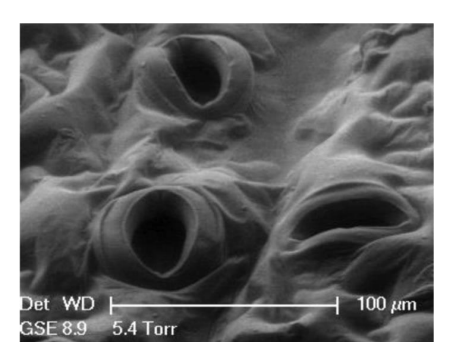 <ol><li><p>Guard cells become turgid</p></li><li><p>Become rounder and open stomata</p></li><li><p>Pop up and out of the epidermal plant</p></li></ol><p><em>Easy to see they have popped up and out compared to epidermal cells surrounding</em></p><p></p>