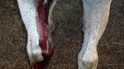 <p>escape of blood from blood vessels</p>