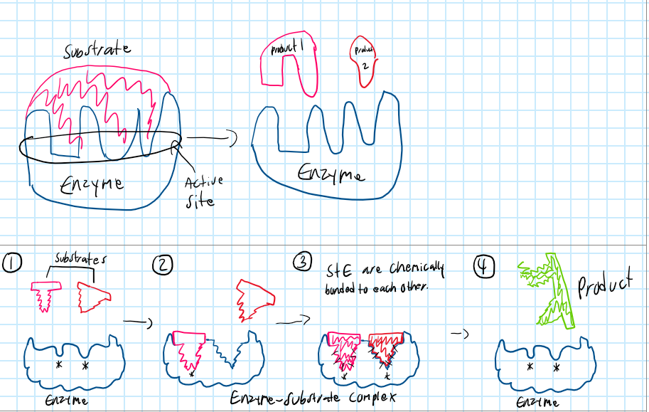 <p>Although both are enzyme reactions, lock-and-key interactions involves a substrate binding to an enzyme of the exact shape whereas induced-fit model is where the enzyme changes shape to fit the substrate.</p>