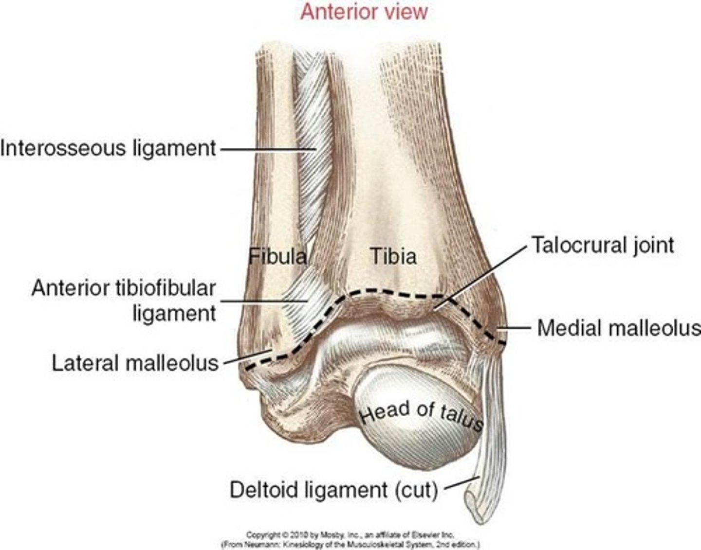 <p>articulation between the talus and the crural space created by the tibia and the fibula</p>