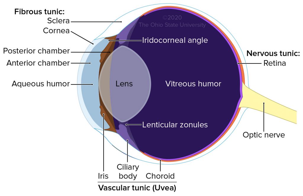 <p>Composed of cornea and sclera</p><p>• Cornea</p><p>• Sclera </p>