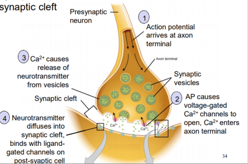 <p>neurotransmitters are released into the synaptic cleft</p><p>Ca2+ triggers synaptic vesicle exocytosis, thereby releasing the neurotransmitters contained in the vesicles</p>