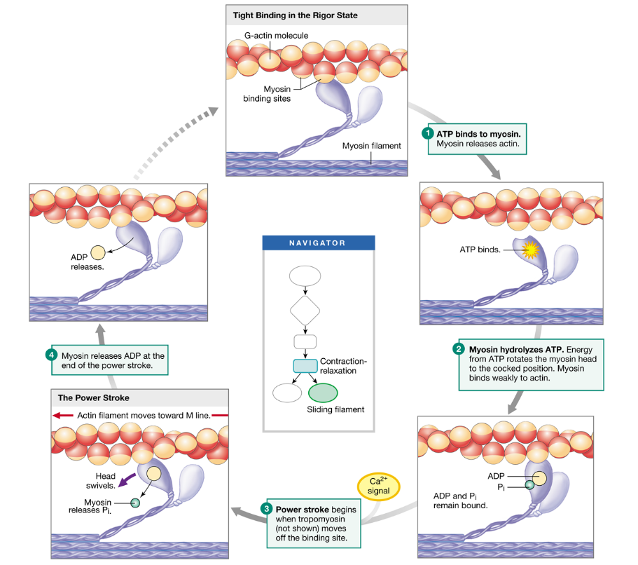 <ol><li><p><u>Rigor state</u>: myosin tightly bound</p></li><li><p><u>ATP binds</u>: myosin releases actin</p></li><li><p><u>ATP hydrolysis</u>: myosin cocks forward</p></li><li><p><u>Release Pi</u>: power-stroke</p></li><li><p><u>Release ADP</u>: rigor state, myosin bound</p></li></ol>