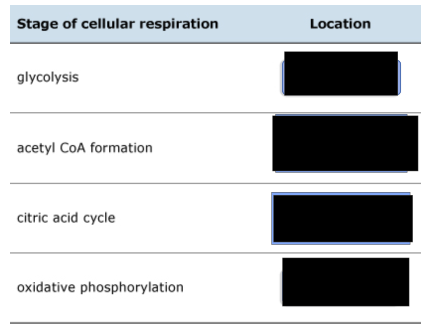<p>locations of cellular respiration of different stages</p><ul><li><p>Glycolysis</p></li><li><p>pyruvate oxidation</p></li><li><p>citric acid cycle</p></li><li><p>oxidative phosphorylation</p></li></ul>