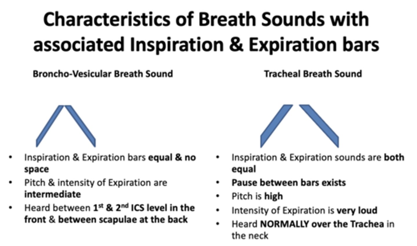 <p>tracheal breath sound</p>