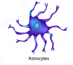 <p>The largest and most abundant neuroglia in the CNS that provides structural support for neurons, regulates interstitial environment between neurons, maintain blood-brain barrier, and forms scar tissue after injury.</p>