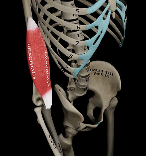 <p>Function:&nbsp;flexes elbow</p><p>Origin: anterior humerus</p><p>Insertion: coronoid process of ulna</p>