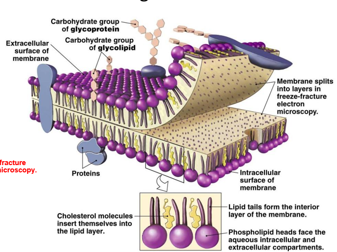 <p><u>structure</u>: fluid mosaic model, phospholipid bilayer</p><p><u>function</u></p><ul><li><p>physical barrier</p></li><li><p>gateway for exchange</p></li><li><p>communication</p></li><li><p>cell structure</p></li></ul>