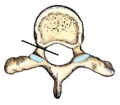 <p><span>The part identified in this figure is the:</span></p>