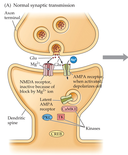 •AMPA (alpha-amino-3-hydroxy-5-methylisoa-zole-4-proprionic acid)

•NMDA (N-methyl-D-aspartate) 