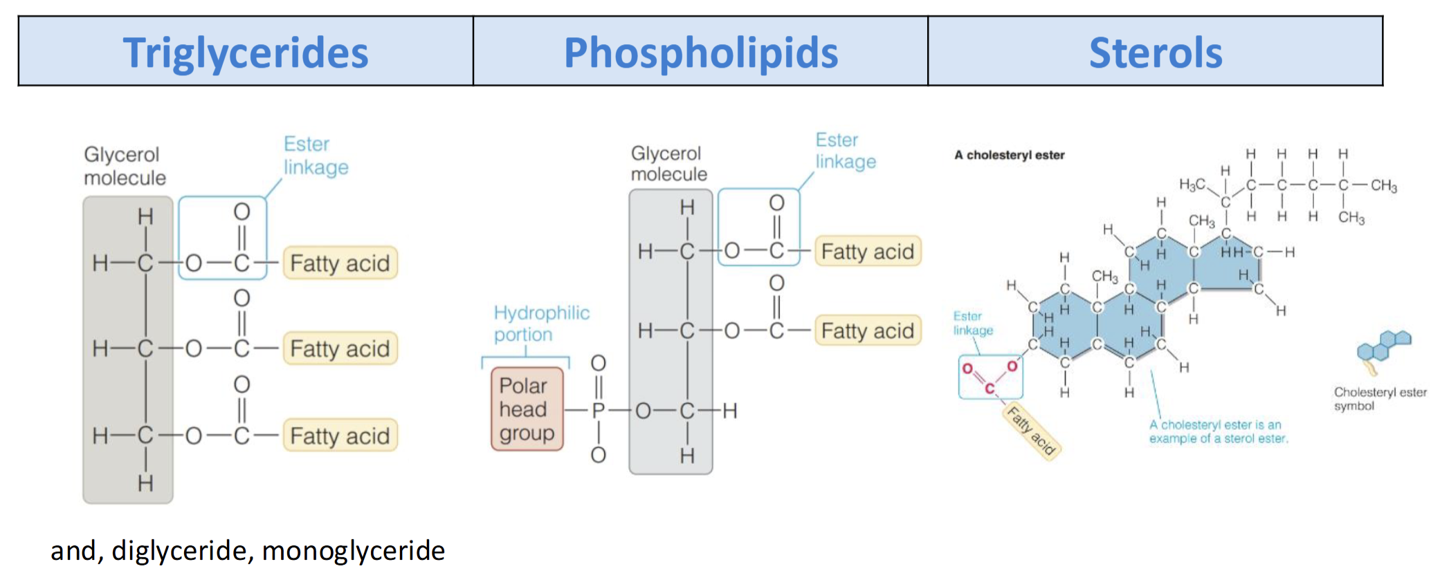 <p>Triglycerides</p><p>Phospholipids</p><p>Sterols</p>