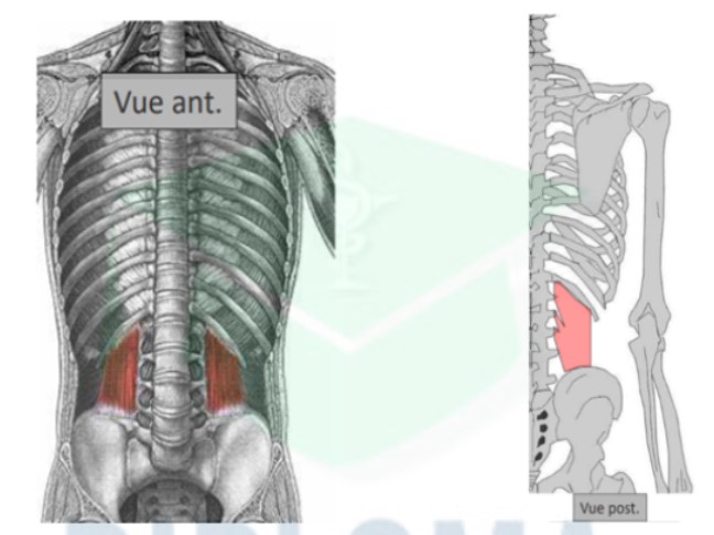 <ul><li><p>trajet : oblique en BAS et en dehors</p></li><li><p>action : inclinaison du bassin/rachis lombaire en HOMOLATERAL + expirateur accesoire qd le point fixe = crête iliaque</p></li></ul>