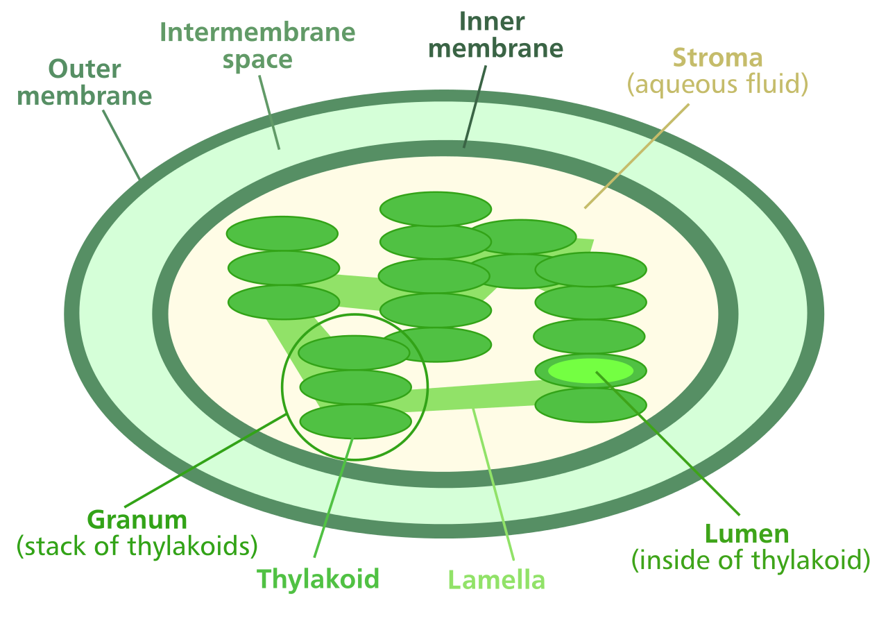 <p>Chloroplasts have two outer membranes, and an internal system of membraneous flattened sacs called thylakoids.</p><p>The light-dependent reactions of photosynthesis occur in the thylakoids, which contain chlorophyll and the enzymes that catalyse them. These thylakoids are stacked in piles called “<strong>grana</strong>,” where inside are stacks of chlorophyll molecules, called “<strong>lamellae</strong>.”</p><p><mark data-color="green">The internal system of membranous flattened sacs in chloroplast increase the surface area available for light absorption, thereby facilitating photosynthesis by increasing the </mark><strong><mark data-color="green">frequency</mark></strong><mark data-color="green"> of light being </mark><strong><mark data-color="green">successfully</mark></strong><mark data-color="green"> absorbed by chlorophyll molecules within the chloroplast.</mark></p><p>(simply: <em>by increasing the chance that light passing through a chloroplast will be absorbed by chlorophyll molecules.</em>)</p><p><em>The light-independent stages of photosynthesis make up a pathway termed the ‘Calvin Cycle.’ This occurs in the stroma; it is here where the organic molecule, glucose, is formed.</em></p>