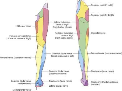<p>Regions of the leg and foot: femoral, patellar, popliteal, crural, sural, calcaneal, tarsal, pes, plantar, digital.</p>