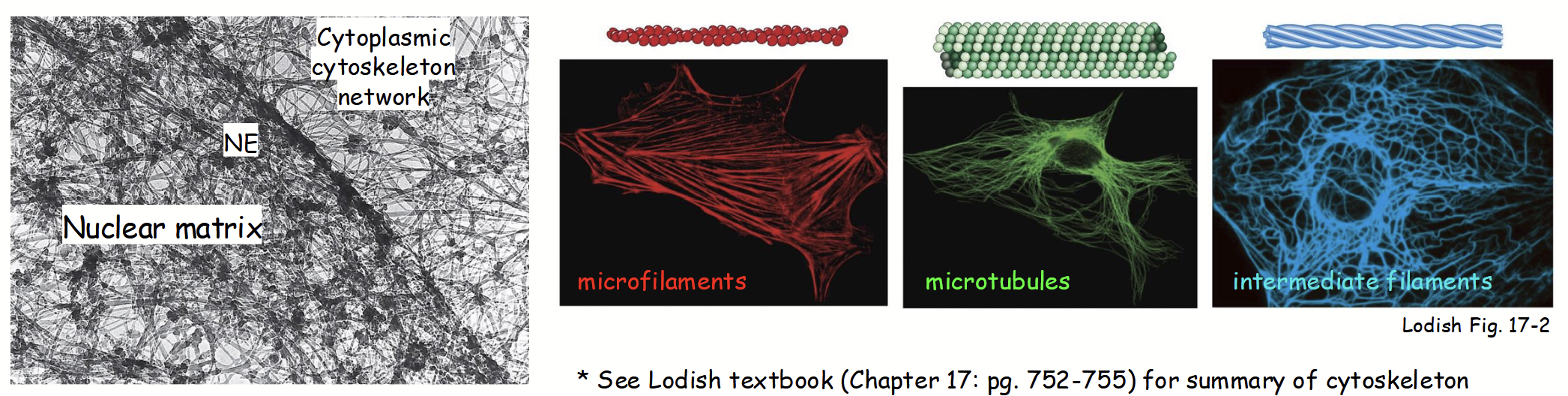 <p><strong><u>Nuclear structure: internal organization</u></strong></p><ul><li><p>Insoluble fibrillar-like protein network (“mesh”) distributed throughout nucleoplasm.</p><ul><li><p>Framework that provides support + surface for movement, like a highway.</p></li></ul></li><li><p>Analogus to <u>cytoskeleton network</u> in cytoplasm.</p></li><li><p><strong>Composed of 3 major filament systems:</strong></p><ul><li><p>Microfilaments</p></li><li><p>Microtubules</p></li><li><p>Intermediate filaments</p></li></ul></li></ul><p></p>