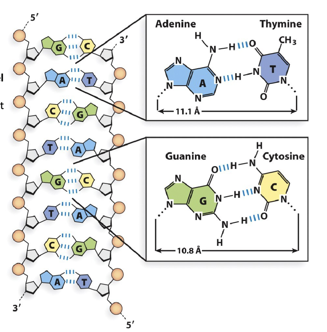 <p><span>Every instance of guanine (G) in a DNA strand is accompanied by a cytosine (C) in the anti-parallel counterpart DNA strand, and vice-versa</span></p><p><span>Every instance of adenine (A) in a DNA strand is accompanied by a thymine (T) in the anti-parallel counterpart DNA strand, and vice-versa</span></p><p><span><strong>The structure adheres to Chargaff’s Rule</strong></span></p>