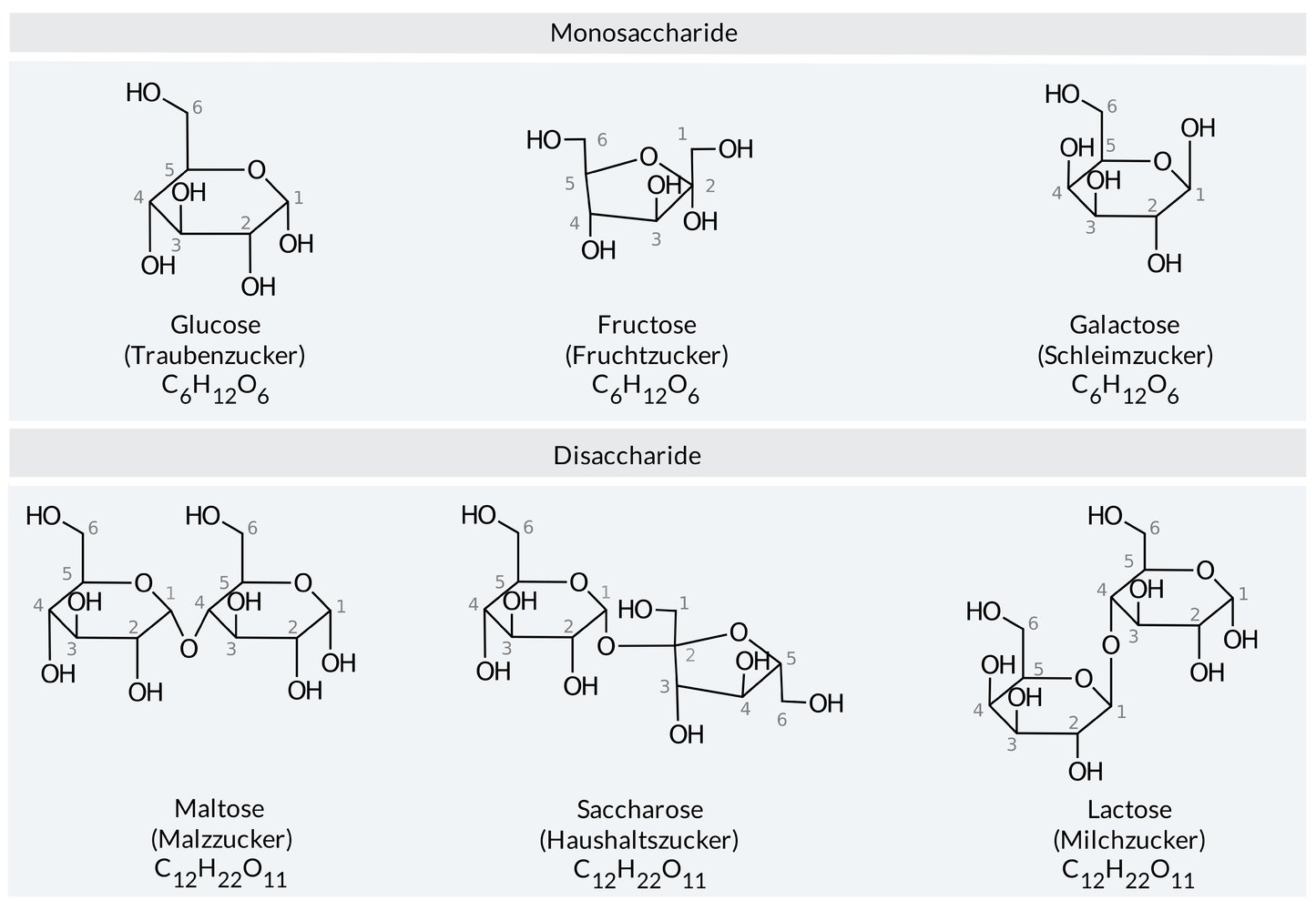 <p>D. Galactose and glucose</p>