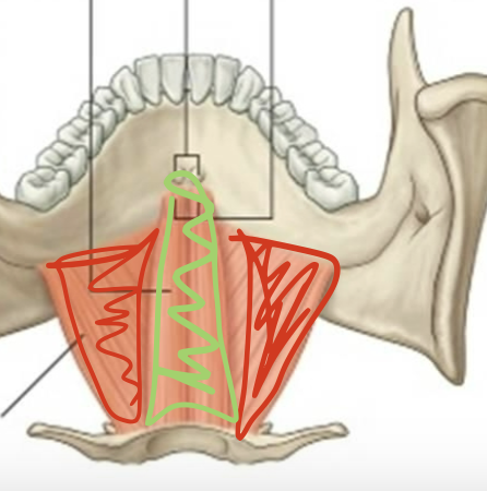 <p>What is the muscle in red?</p>