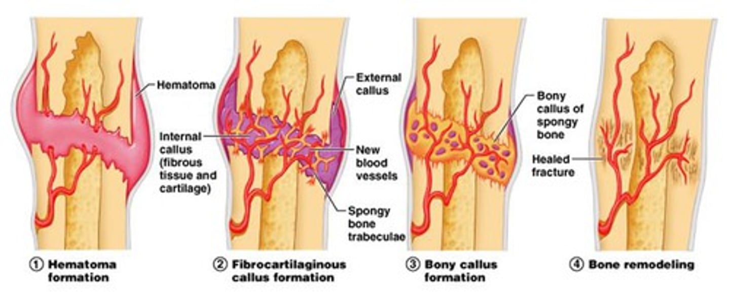 <p>excellent blood &amp; nerve supply so they heal well</p>
