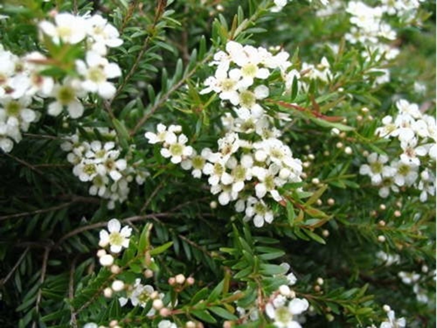 <p>Тонкі гілочки / Палички-гілочки</p><p>(A phrase) Thin, brittle sticks that resemble small tree branches (twigs).</p><p>The children gathered ______ to help start the campfire.</p><p>A small bird was carefully weaving a nest out of moss and ______.</p><p>The forest floor was littered with dry leaves and ______ after the windy night.</p>
