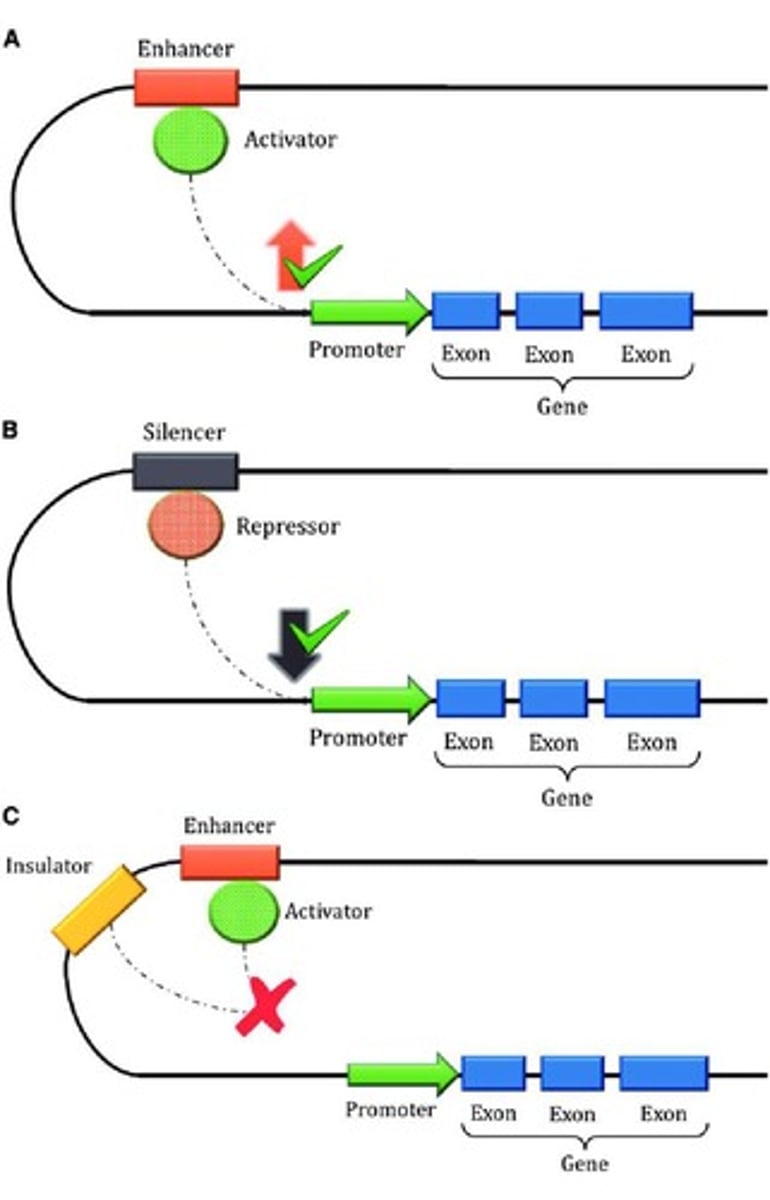 <p>A DNA sequence that stimulates transcription.</p>