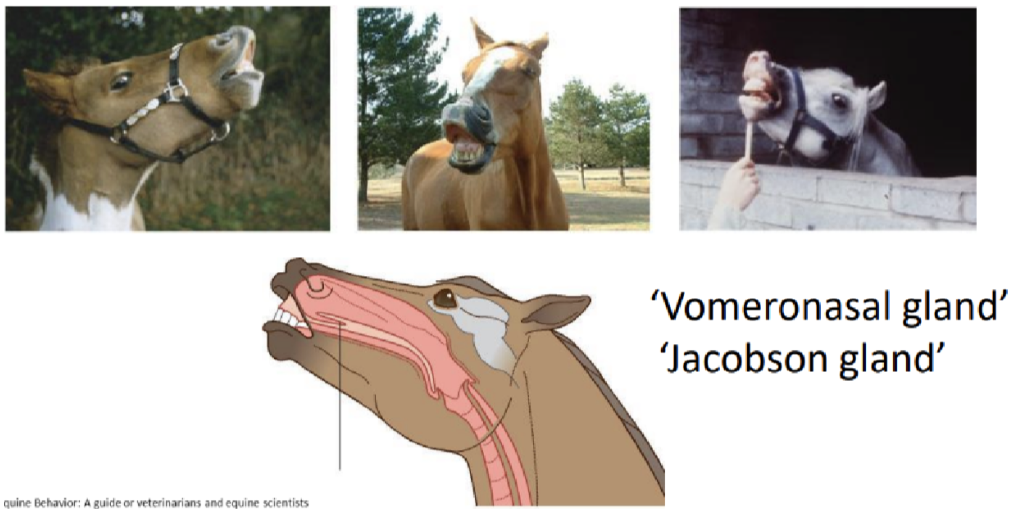 <ul><li><p>Done by horses primarily to small pheromones to find mates</p></li><li><p>Using vomeronasal gland/Jacobson’s gland</p></li></ul><p></p>